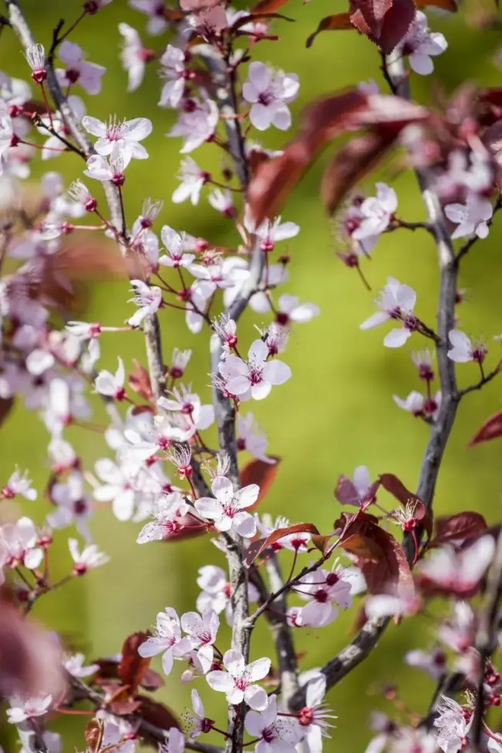 Prunus cerasifera 'Nigra' (Kerspruim 'Nigra')