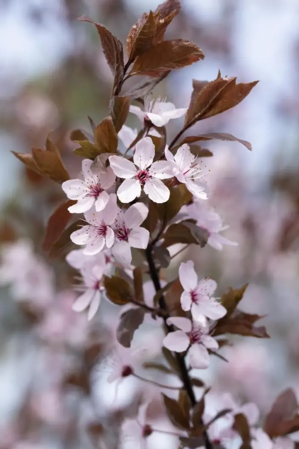 Prunus cerasifera 'Nigra' (Kerspruim 'Nigra')