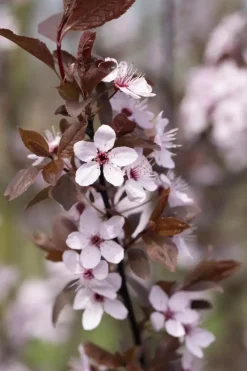 Prunus cerasifera 'Nigra' (Kerspruim 'Nigra')
