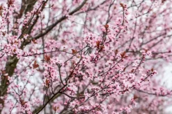 Prunus cerasifera 'Nigra' (Kerspruim 'Nigra')