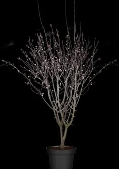 Prunus cerasifera 'Nigra' (Kerspruim 'Nigra')