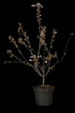 Prunus cerasifera 'Nigra' (Kerspruim 'Nigra')