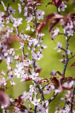 Prunus cerasifera 'Nigra' (Kerspruim 'Nigra')