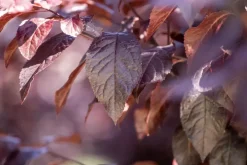 Prunus cerasifera 'Nigra' (Kerspruim 'Nigra')