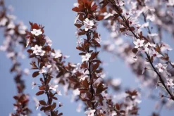 Prunus cerasifera 'Nigra' (Kerspruim 'Nigra')
