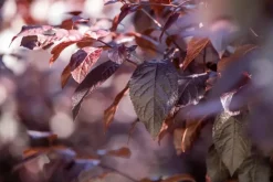 Prunus cerasifera 'Nigra' (Kerspruim 'Nigra')
