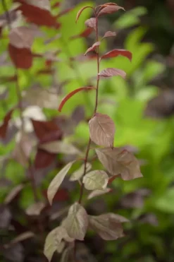 Prunus cerasifera 'Nigra' (Kerspruim 'Nigra')
