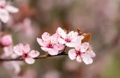 Prunus cerasifera 'Nigra' (Kerspruim 'Nigra')