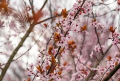 Prunus cerasifera 'Nigra' (Kerspruim 'Nigra')