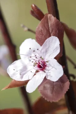 Prunus cerasifera 'Nigra' (Kerspruim 'Nigra')