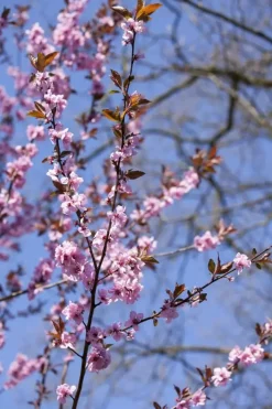 Prunus cerasifera 'Nigra' (Kerspruim 'Nigra')