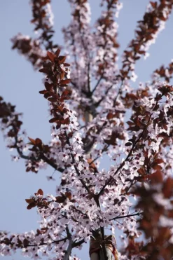 Prunus cerasifera 'Nigra' (Kerspruim 'Nigra')