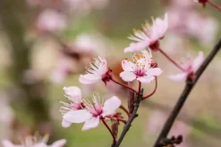 Prunus cerasifera 'Nigra' (Kerspruim 'Nigra')
