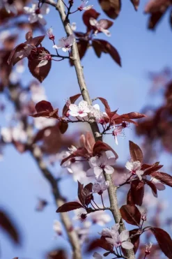 Prunus cerasifera 'Nigra' (Kerspruim 'Nigra')