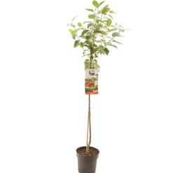 Prunus cerasus 'Morel' (Kers) fruitplant 230cm