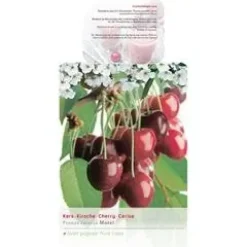 Prunus cerasus 'Morel' (Kers) fruitplant 230cm