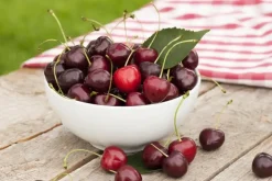 Prunus cerasus 'Morel' (Kers) fruitplant 230cm