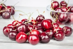Prunus cerasus 'Morel' (Kers) fruitplant 230cm