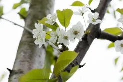 Prunus cerasus 'Morel' (Kers) fruitplant 230cm