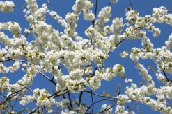 Prunus cerasus 'Morel' (Kers) fruitplant 230cm
