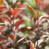 Prunus cistena (Prunus)