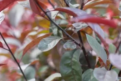 Prunus cistena (Prunus)