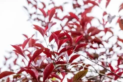 Prunus cistena (Prunus)