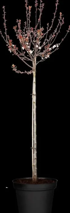 Prunus cistena (Prunus)