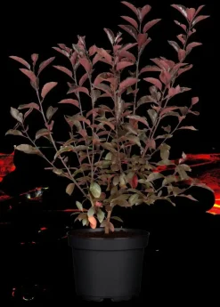 Prunus cistena (Prunus)