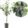 Prunus domestica 'Bleue de Belgique' (Pruim) fruitplant 160cm