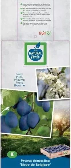 Prunus domestica 'Bleue de Belgique' (Pruim) fruitplant 160cm