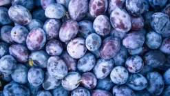 Prunus domestica 'Bleue de Belgique' (Pruim) fruitplant 160cm