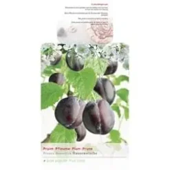 Prunus domestica 'Hauszwetsche' (Pruim) fruitplant 230cm