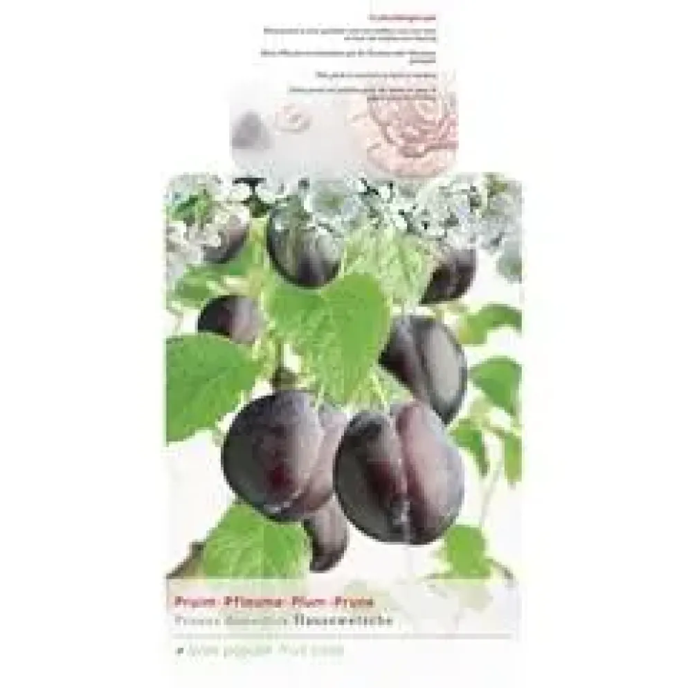 Prunus domestica 'Hauszwetsche' (Pruim) fruitplant 230cm