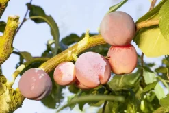 Prunus domestica 'Hauszwetsche' (Pruim) fruitplant 230cm
