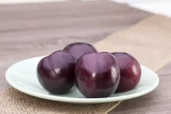 Prunus domestica 'Hauszwetsche' (Pruim) fruitplant 230cm
