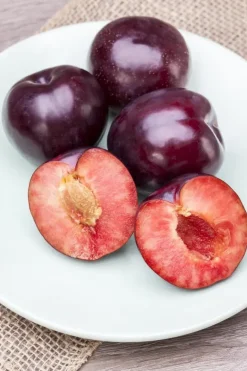 Prunus domestica 'Hauszwetsche' (Pruim) fruitplant 230cm