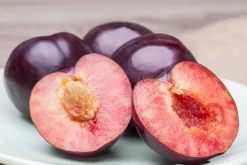 Prunus domestica 'Hauszwetsche' (Pruim) fruitplant 230cm