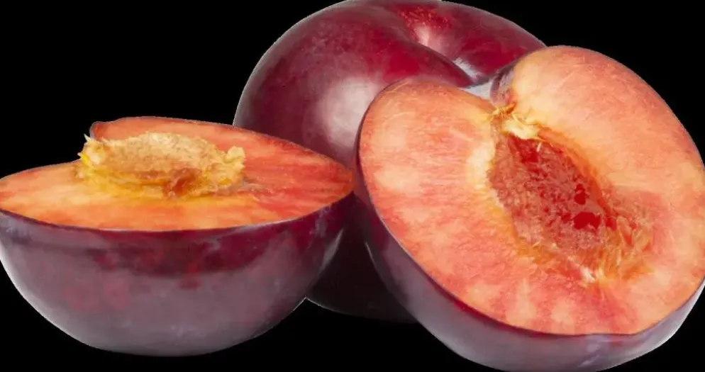 Prunus domestica 'Hauszwetsche' (Pruim) fruitplant 230cm