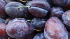 Prunus domestica 'Hauszwetsche' (Pruim) fruitplant 230cm