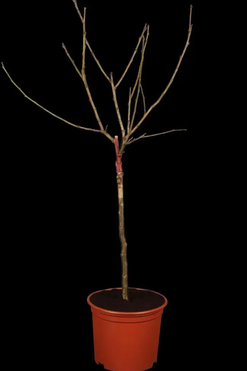Prunus domestica 'Hauszwetsche' (Pruim) fruitplant 230cm