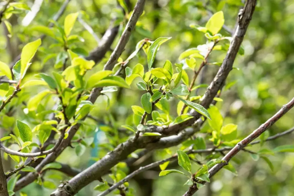 Prunus domestica 'Mirabelle de Nancy' (Pruim) fruitplant 160cm