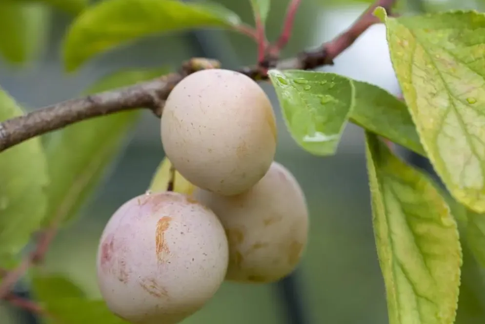 Prunus domestica 'Mirabelle de Nancy' (Pruim) fruitplant 160cm