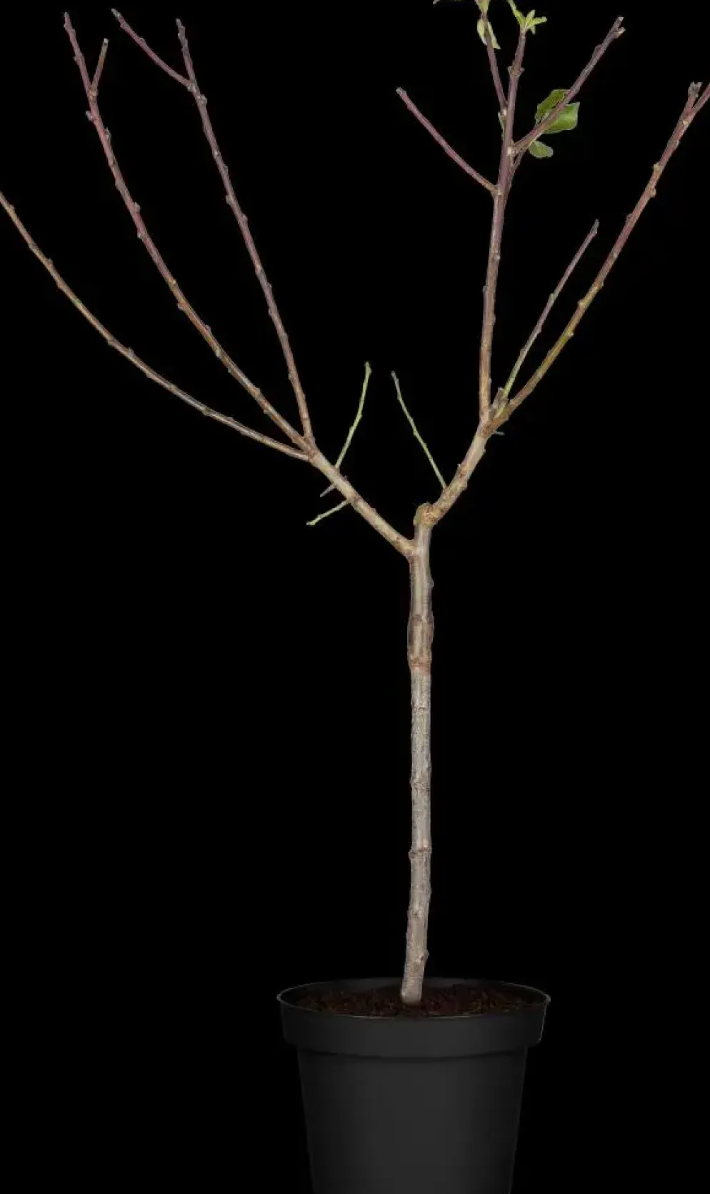 Prunus domestica 'Mirabelle de Nancy' (Pruim) fruitplant 160cm