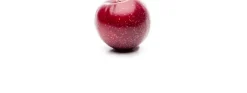 Prunus domestica 'Opal' (Pruim) fruitplant 230cm
