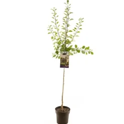 Prunus domestica 'Opal' (Pruim) fruitplant 230cm