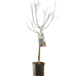Prunus domestica 'Stanley' (Pruim) fruitplant 160cm