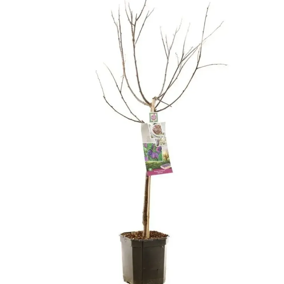 Prunus domestica 'Stanley' (Pruim) fruitplant 160cm
