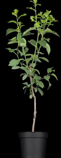 Prunus domestica 'Stanley' (Pruim) fruitplant 160cm