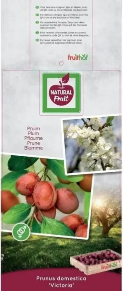 Prunus domestica 'Victoria' (Pruim) fruitplant 230cm